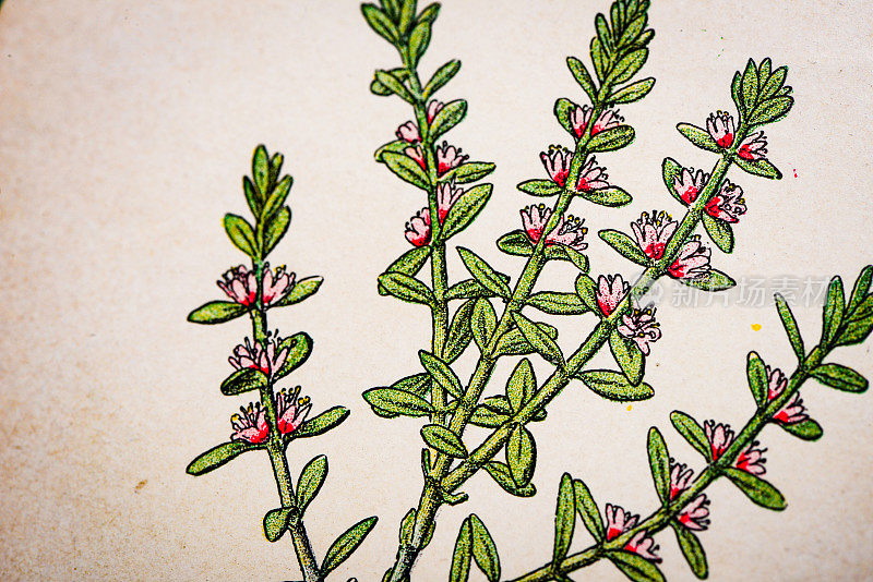 古色古香的植物学插图:海乳草，Glaux marima
